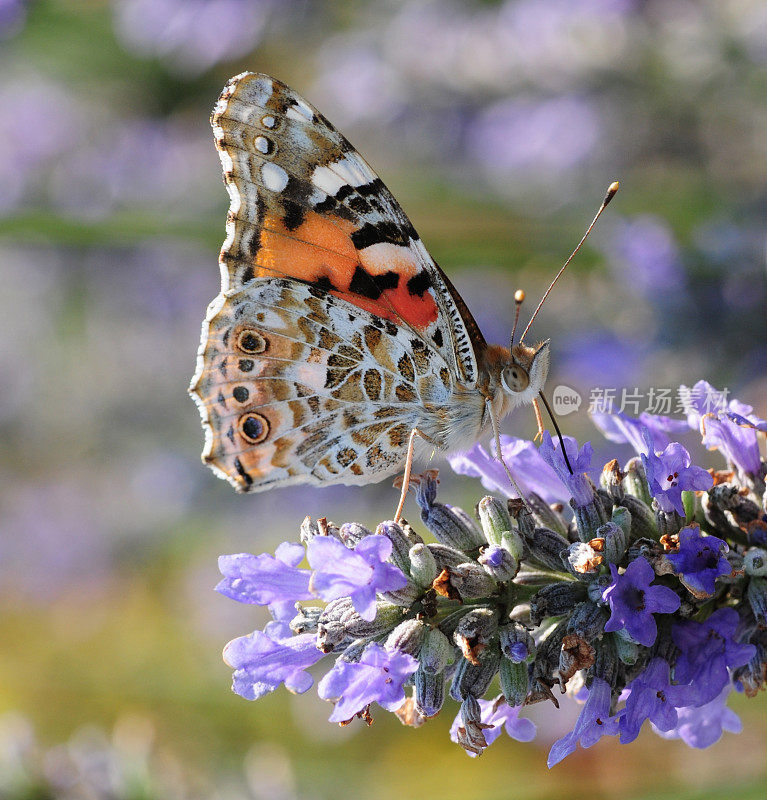 英国，Painted Lady Butterfly